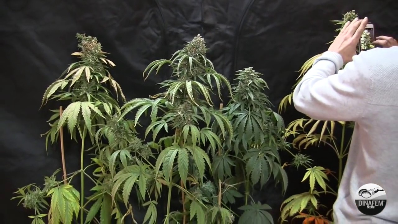 Bubba Kush Auto (Dinafem)