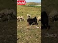 tibetan Mastiff Vs Wolf Wolf Vs Tibetan Mastiff Video | 藏獒vs狼