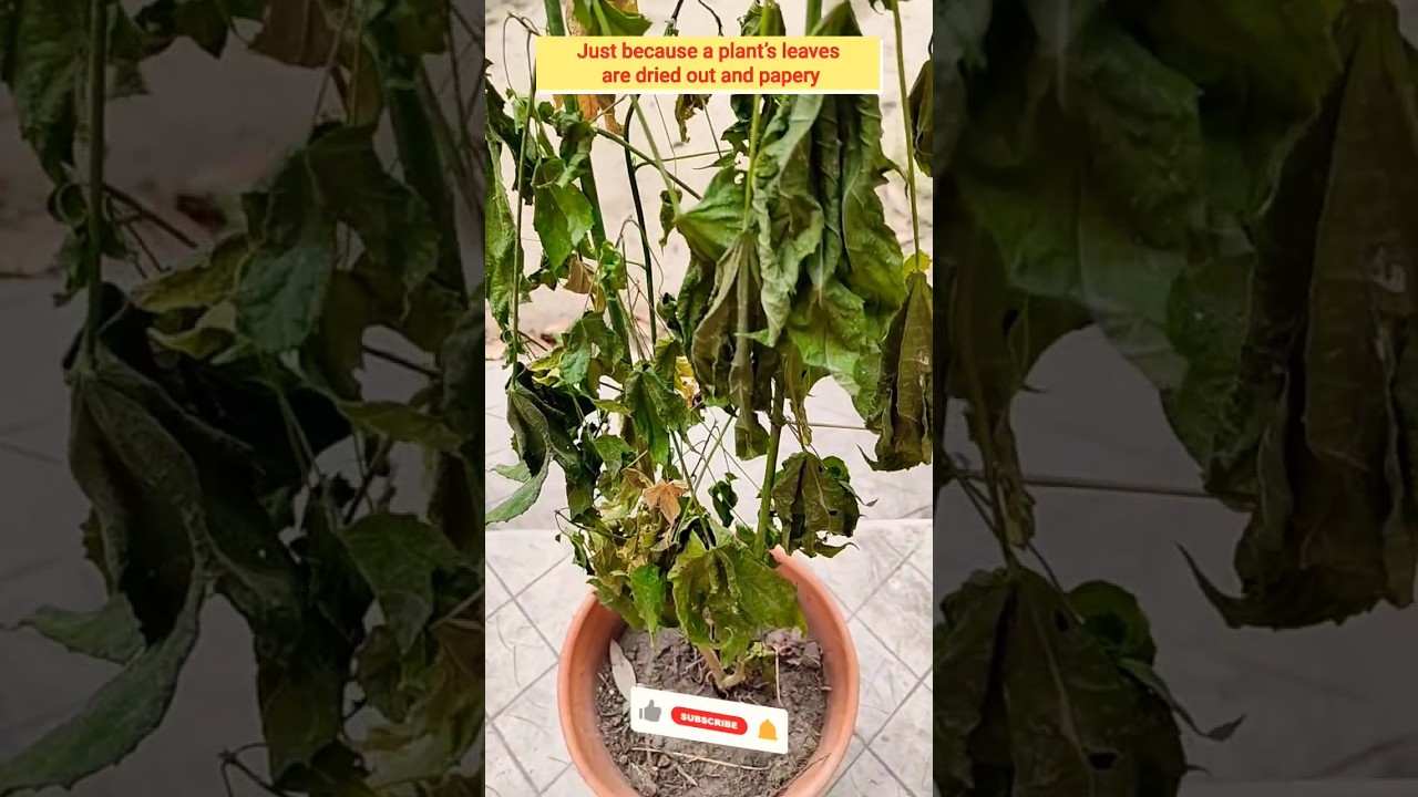 How to Save a Dying/Dead Plants Successfully🙏subscribe🙏 