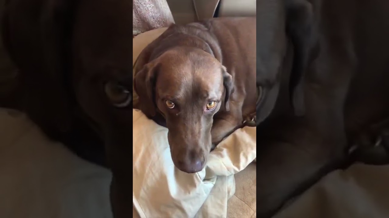 RV Dog’s Life & Travel Days- Where to sit- 