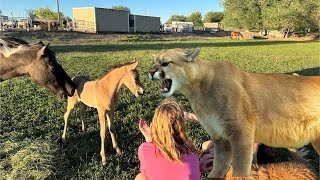 SAVED FROM THE MOUNTAIN LIONS