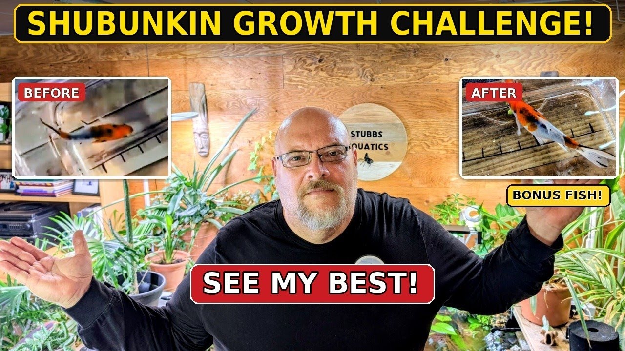 Shubunkin Growth Challenge! The BEFORE & AFTER Results Are Incredible!