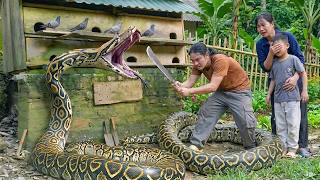 Giant Python Found Attacking Goat Pen , Traditional Vietnamese wine making process | SURVIVAL#100