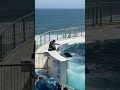 FISH&👏👆🐬😱🤣#fishing #fishstarter #shortvideofish #shortsfisheavideo🌊 #shortvideo #🌊👏👆🐬😱🤣