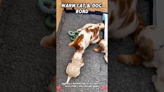 Play and lean on one another#CatAndDog #FurFriends #SweetPets #HealingMoments #GrowUpTogether