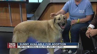 Pet of the week: Sunny is 3-year-old Saint Bernard mix with a great attitude seeking a home