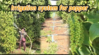 why need to use Irrigation system for black Pepper and Labor for irrigating to black Pepper screenshot 3