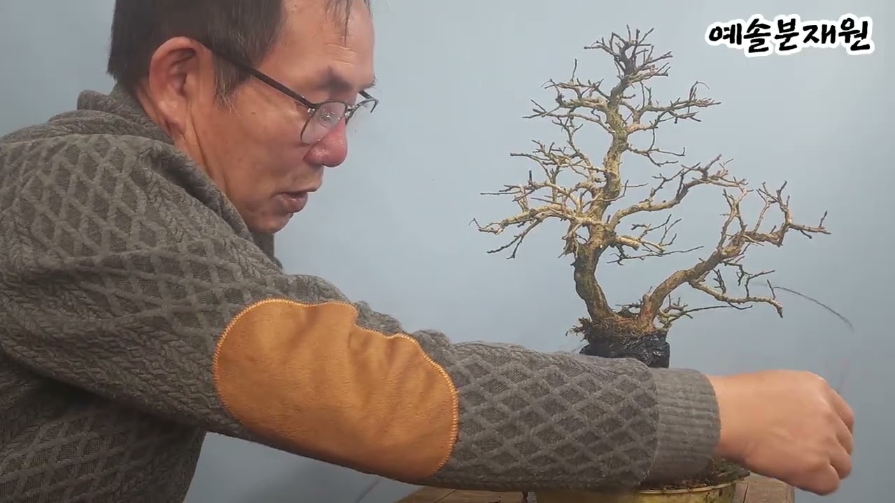 분재관리 631강 세지소사를 다시 취목하는 이유(2026. 1. 6)