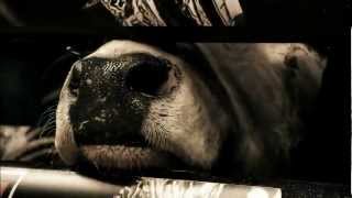 Watch The 1515 Bucking Battle Saturday At 1 P.m. Et On Cbs