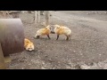 Screaming foxes