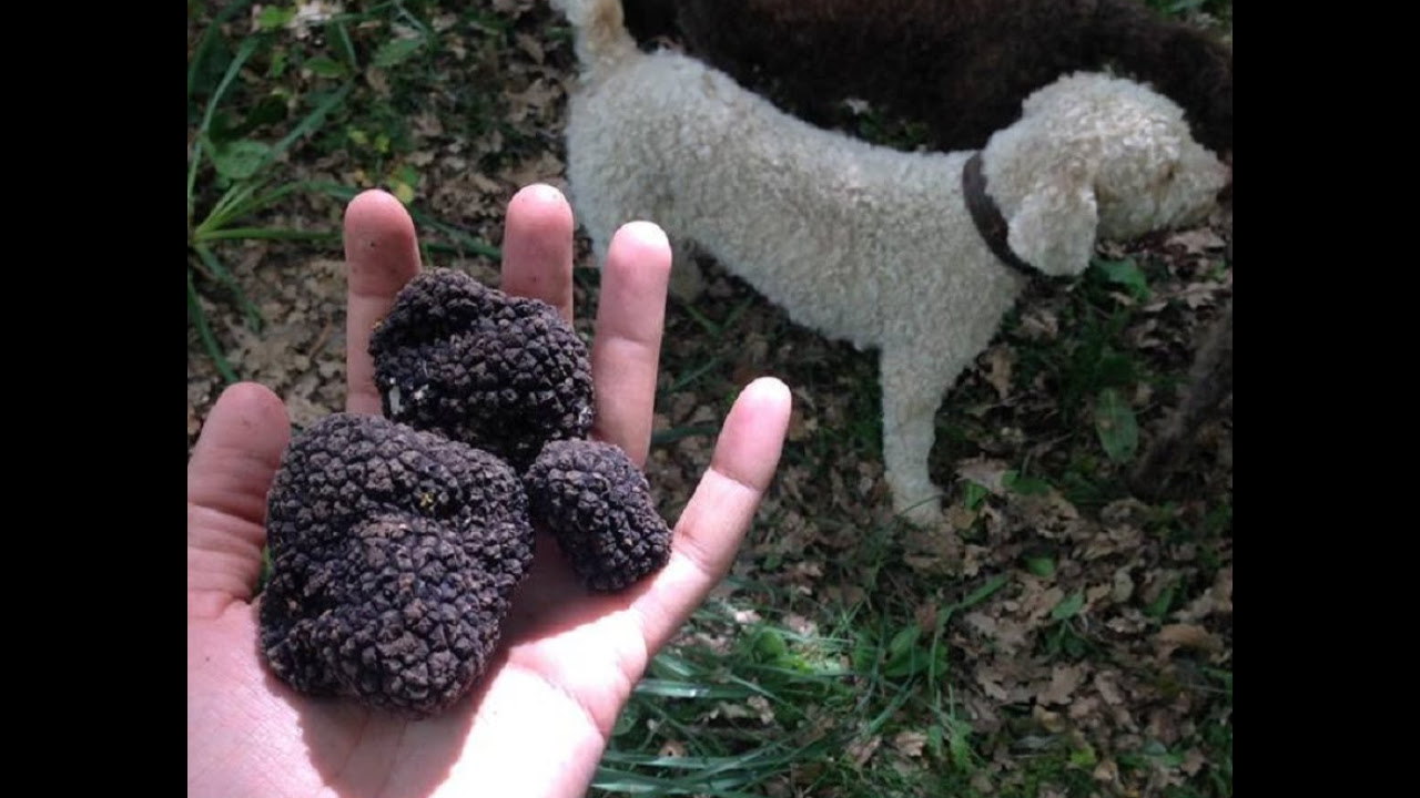 Ricerca Tartufi estivi (Tuber aestivum) in Sicilia, Maggio 2016