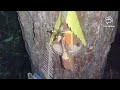 The Little People in the Tree