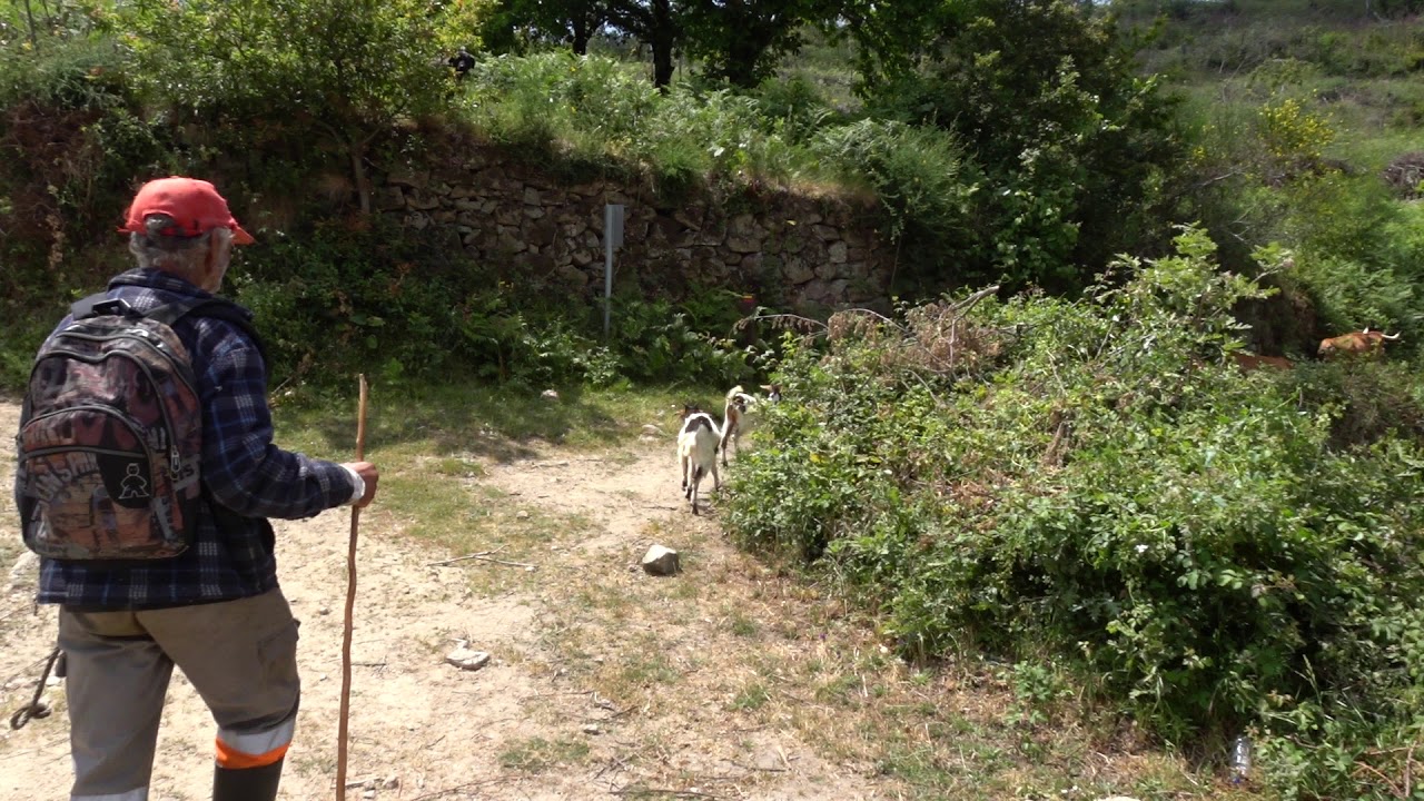 Regresso do pasto - castelo - Nespereira - Cinfães - Viseu - Portugal