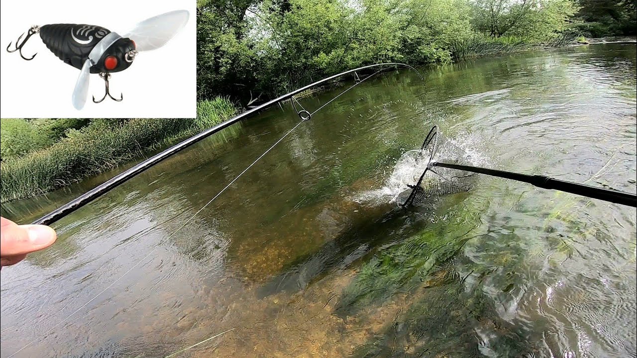 CYKADA- imitacja muchy- KILLER na KLENIE z powierzchni / Szczupaki też jej nie odpuszczają!