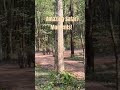 Safari Moments in Kanha National Park #shorts