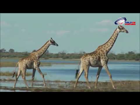 გინახავთ თუ არა ჟირაფი საქართველოს ზოოპარკში?