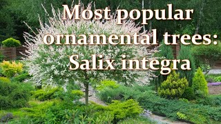 Bahçeme Nasıl Süs Ağaçları Dikiyor ve Büyütüyorum: Salix integra Hakuro-Nishiki