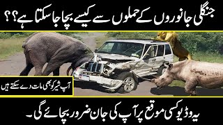 How Animals Behave with Others in Jungle | Urdu Cover