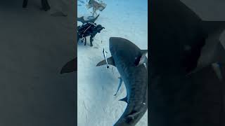 wow #animals #diving #sharks #divinglife #animalcrossing #bahamas #robertoochoahe