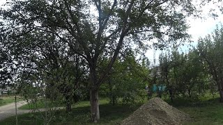 Спил и корчевание большого дерева Орех