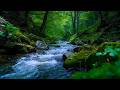 Deep Sleep &amp; Relaxing Forest River Ambience | Flowing Stream &amp; Birds Sounds for Stress Relief