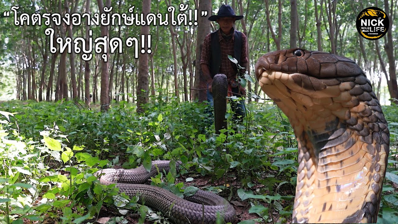 ลุยดิบ EP.141 ใหญ่สุดๆ!! จงอางยักษ์แดนใต้