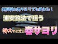 【初めてでも簡単】浦安釣法で特大サイズの春サヨリ釣りが楽しすぎた！