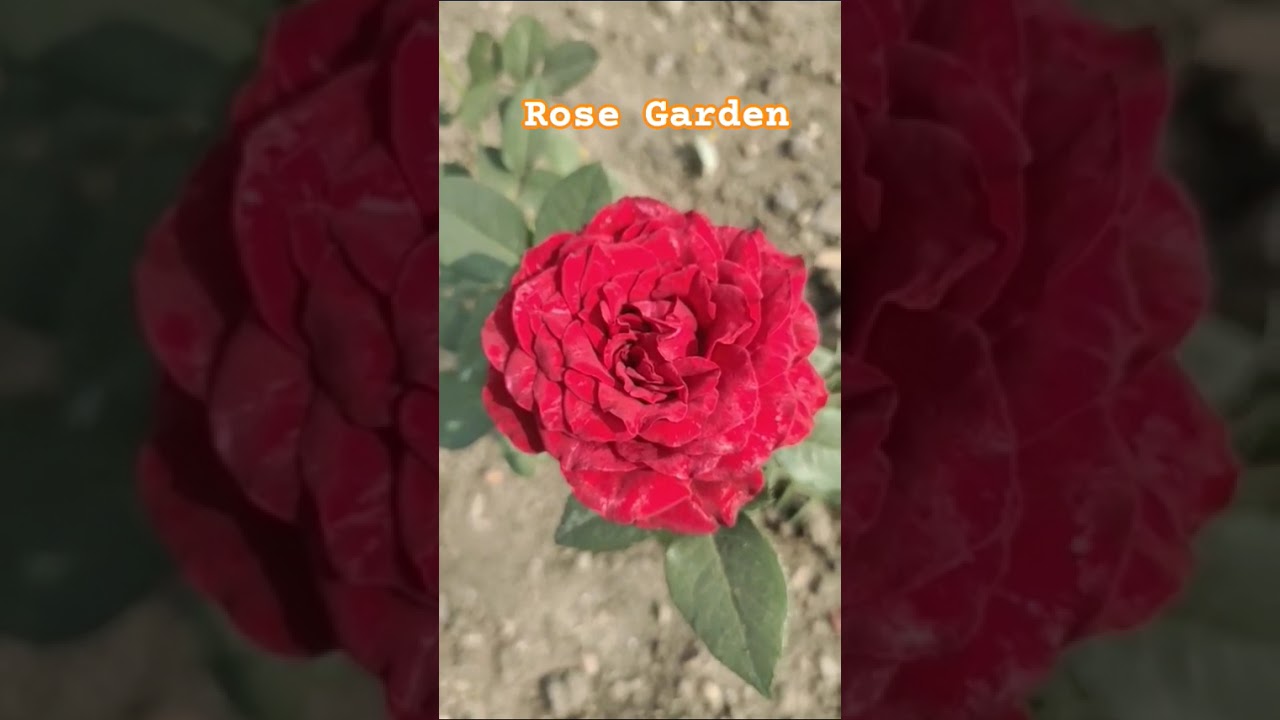 🌹 Rose garden!! Park!!