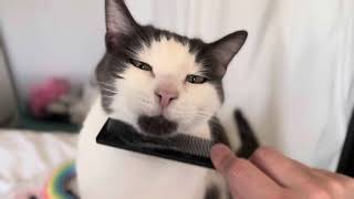 Brushing Butters with a comb 😻🪮🤗😸 by Tizzyhustle 68 views 2 weeks ago 1 minute, 58 seconds