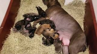Cane Corso Puppies 1 week old update