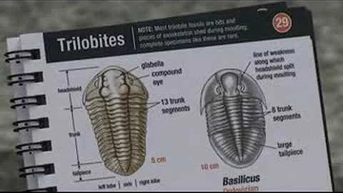 My favourite fossil: Janet Sumner (1/2)