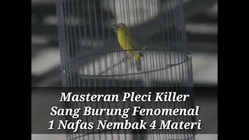 Masteran pleci killer satu nafas nembak 4 lagu BURUNG IDAMAN PLECI MANIA