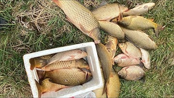 Cao thủ câu cá |Câu lancer cá chép chiều mưa tại hàn quốc || #dhtchannel