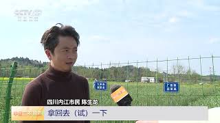 [中国三农报道]四川内江 蒜薹成熟 一勾一提一掐采摘有要诀 | 农业致富经 Agriculture And Farming
