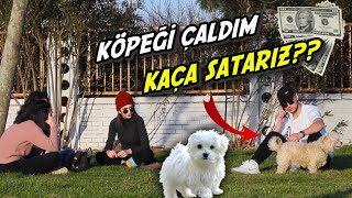 Köpeği̇ Çaldim Ne Kadara Satariz Sosyal Deneyi̇ Poli̇si̇ Aradi