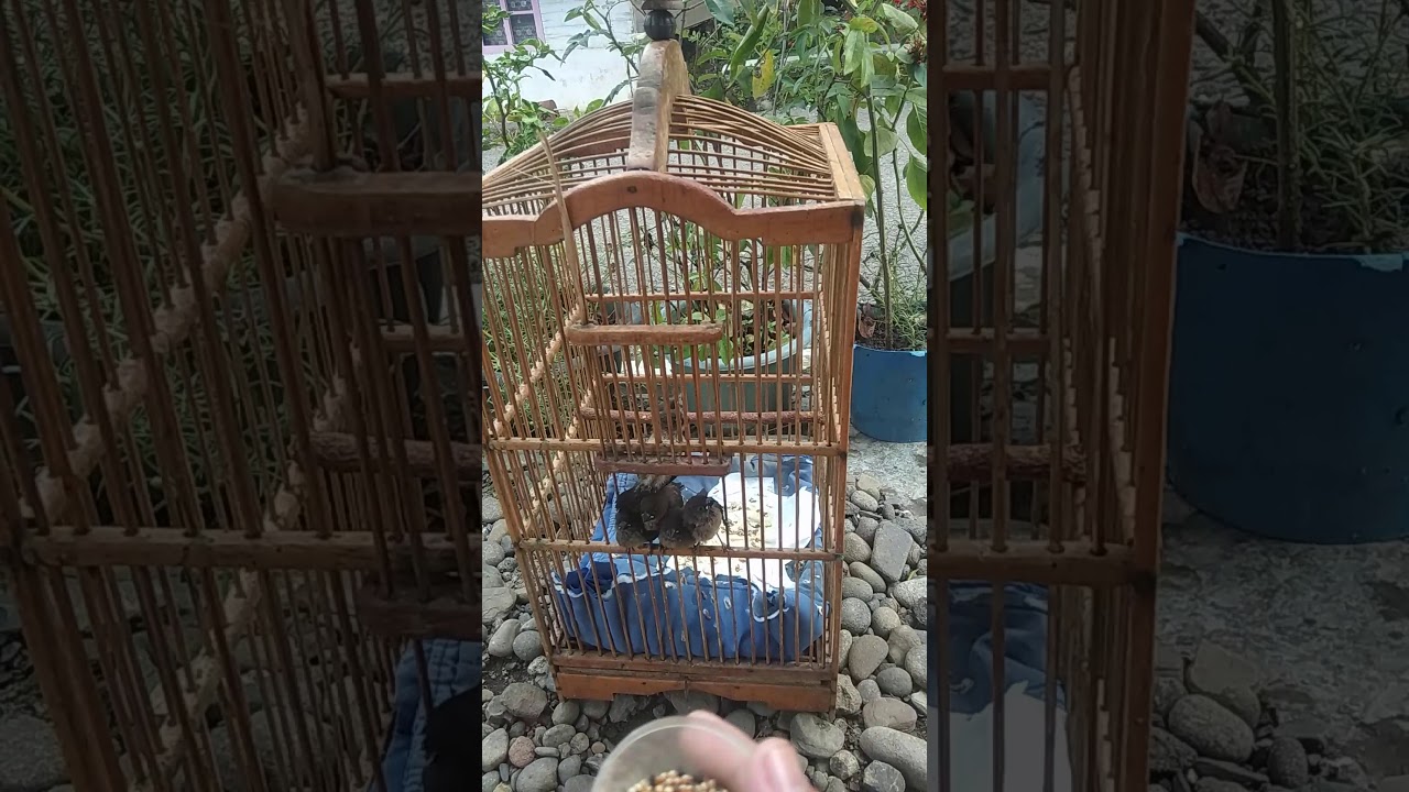 Memilih anak burung pipit bondol dari anakan.. 