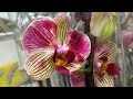 Праздничный завоз орхидей а Леруа Мерлен 3 марта 2021 г.