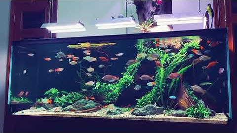 Bể Cá Cầu Vồng Layout Nhất Trụ siêu đẹp - Đinh Xuân Cấp