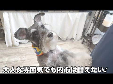 ミニチュアシュナウザーのあられちゃんはまだまだ甘えたい♪