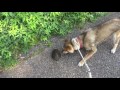 20160618四国犬「まるう」Shikoku dog meets with a tortoise. の動画、YouTube動画。