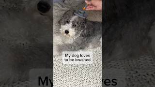 This is how much my dog loves to be brushed…