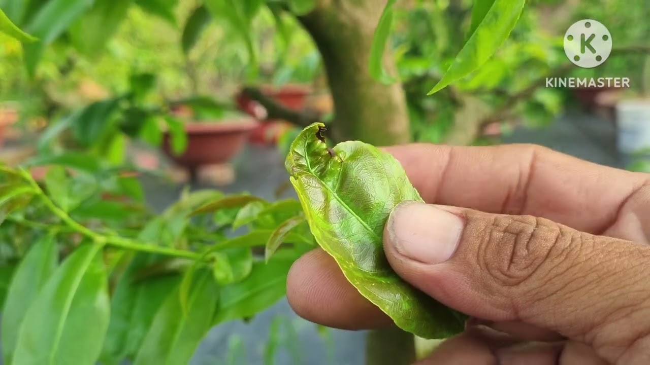 Những nguyên nhân lá non bị quăn queo biến dạng trong giai đoạn đầu năm (20/2ÂL)