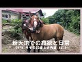 (6)自馬になり一緒に過ごした初日から4日目のサチモ。
