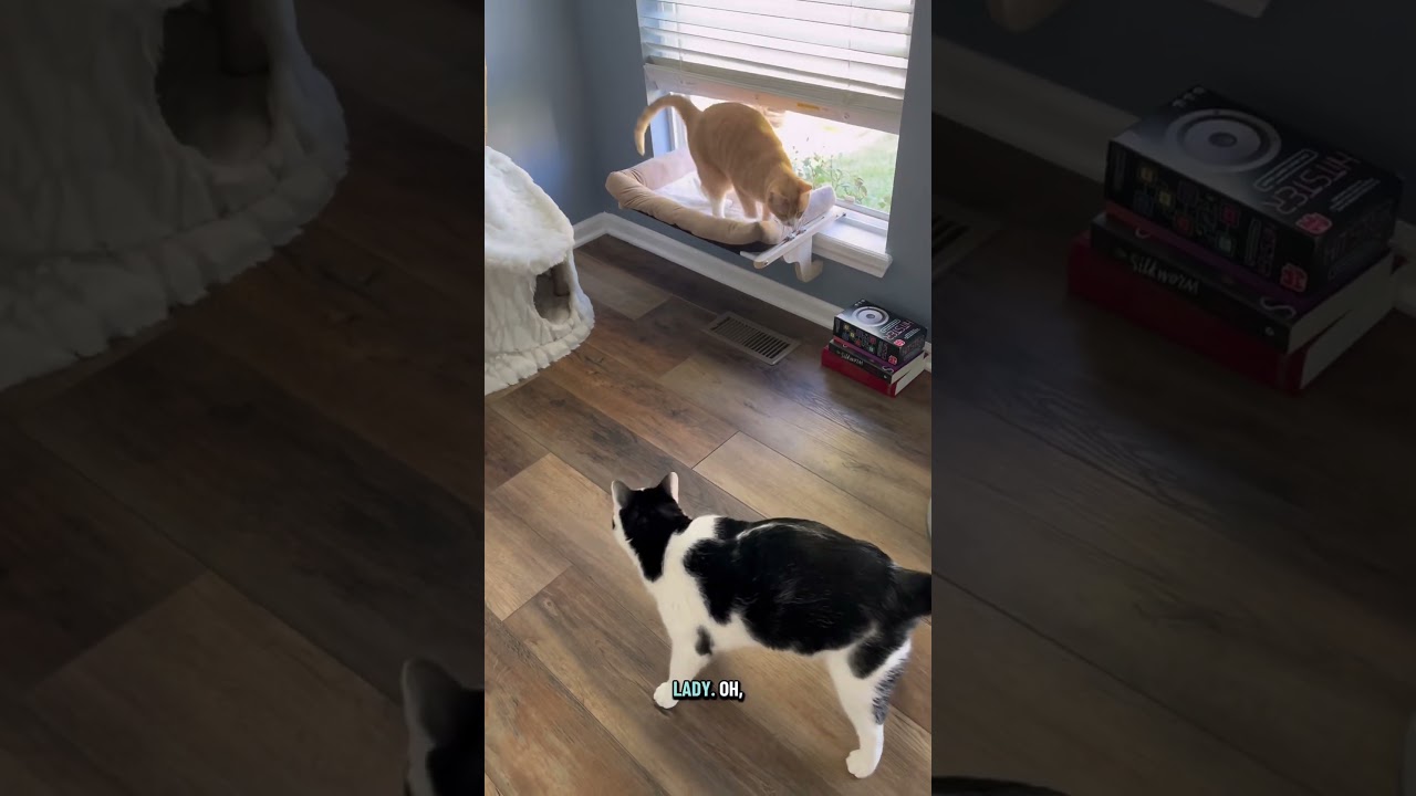 The playing hard to get🤣🫣 