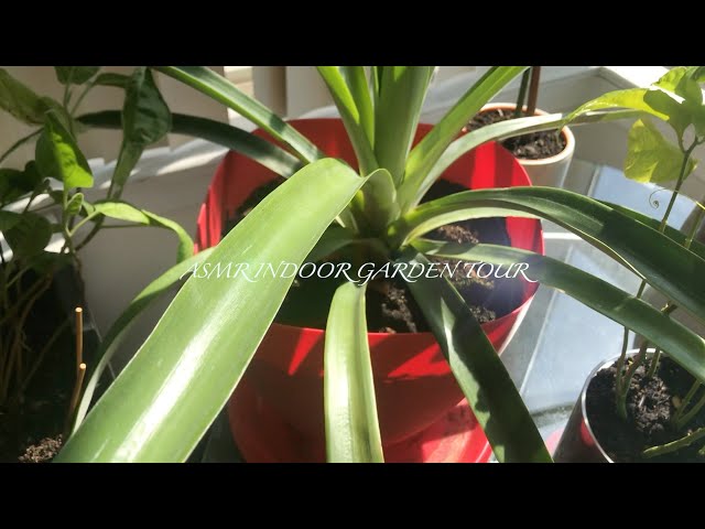 ASMR (NO TALKING)| GARDEN TOUR | UNPREDICTABLE TRIGGERS | PLANTS, TAPPING, SCRATCHING, WATER SOUNDS