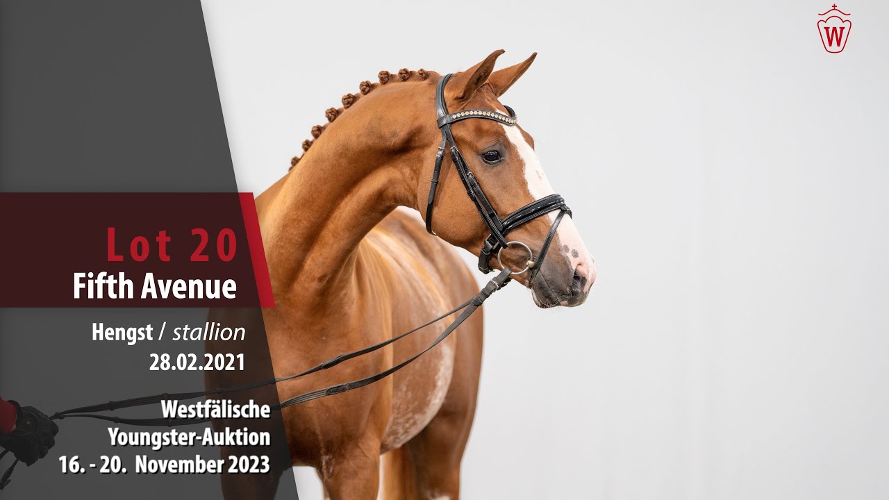 YoungsterAuktion Lot 20 Fifth Avenue Hengst v. Franz Joseph Junior