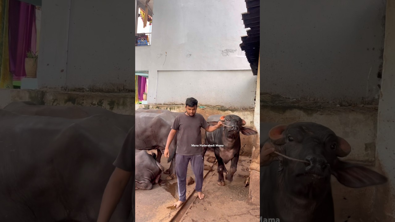 Bull lifting 😱vijay Yadav’s Sadar Festival 🔥