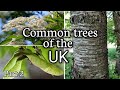 Common trees of the UK, Part 2 (Wild Cherry, Elder, Scots Pine, Wych Elm, Lime, Sycamore)