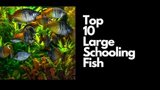 Top 10 BEST Large Schooling Fish For Freshwater Aquariums