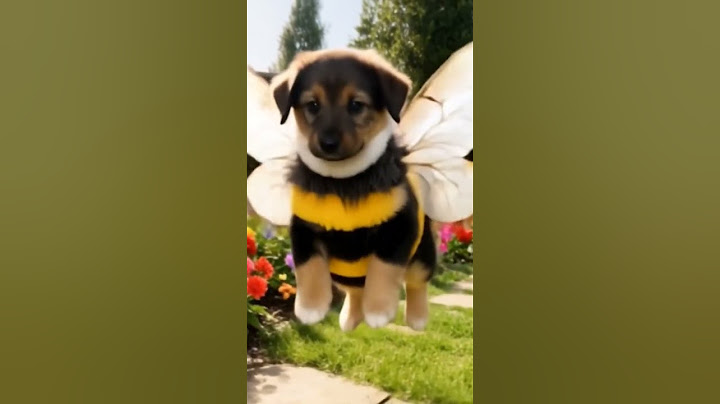 Cum pleacă Bruno după ce face o prostie #animals #puppy #love #pets #doglife #funny
